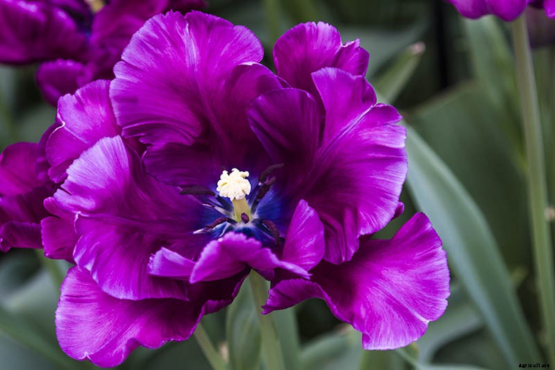 How to Grow and Care for Parrot Tulips in the Spring Garden