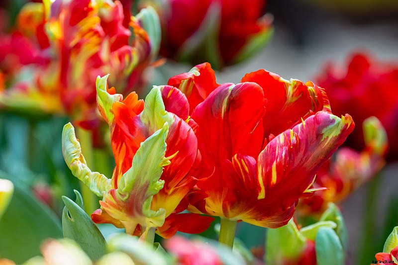 How to Grow and Care for Parrot Tulips in the Spring Garden