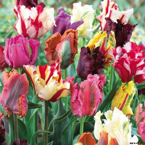How to Grow and Care for Parrot Tulips in the Spring Garden