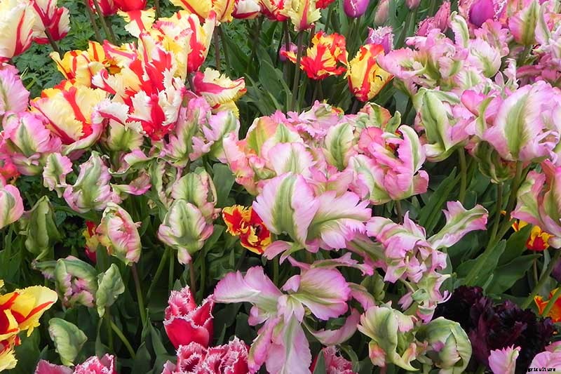 How to Grow and Care for Parrot Tulips in the Spring Garden