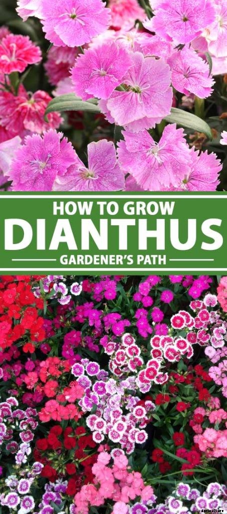 How to Grow and Care for Dianthus Flowers