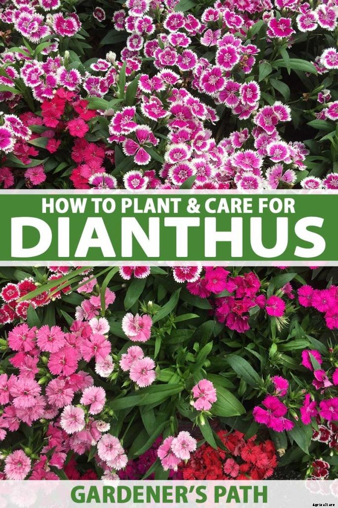 How to Grow and Care for Dianthus Flowers