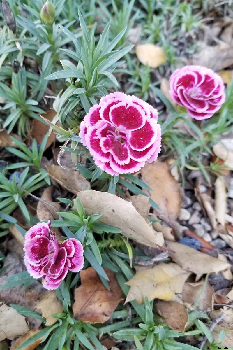 How to Grow and Care for Dianthus Flowers