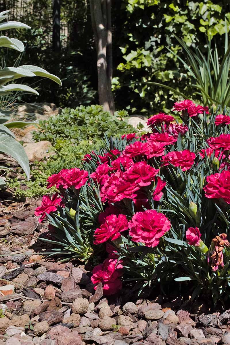 How to Grow and Care for Dianthus Flowers