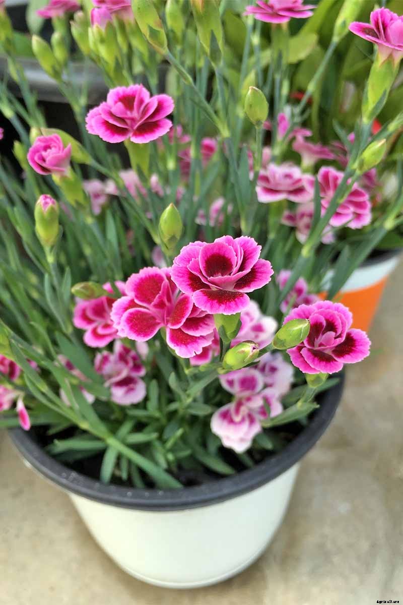 How to Grow and Care for Dianthus Flowers