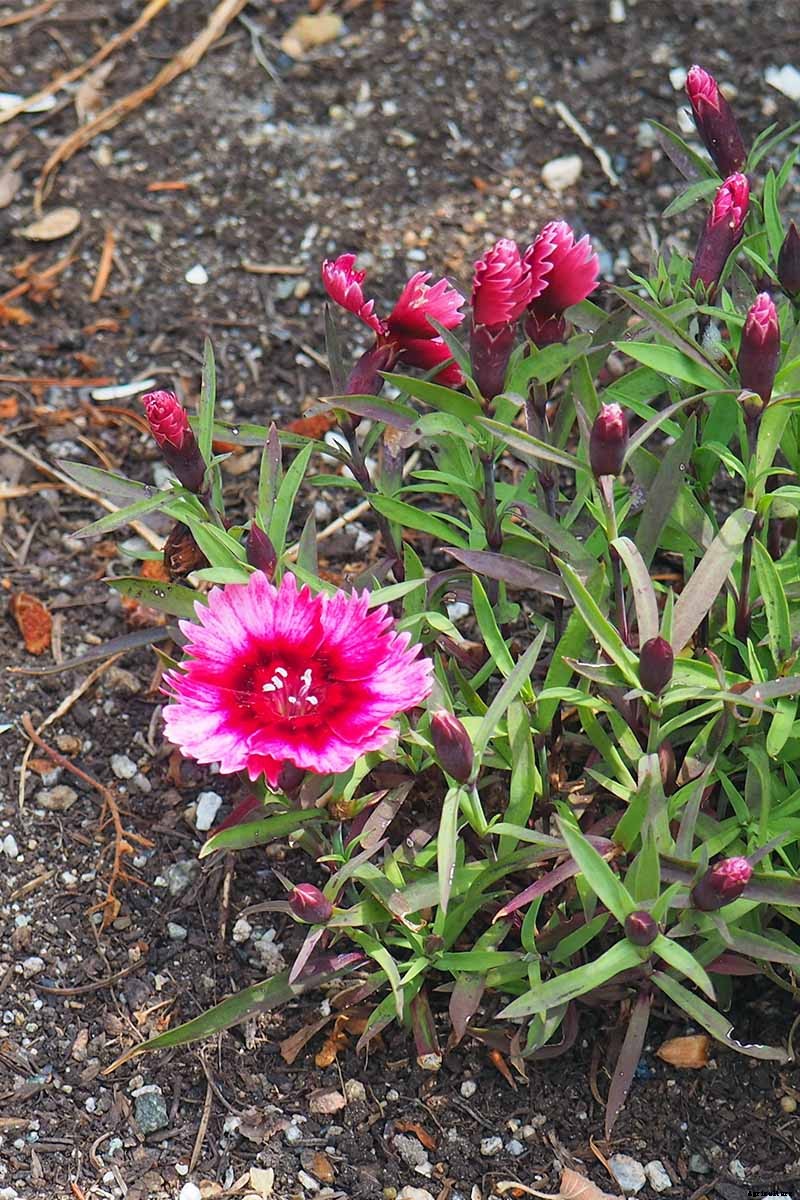 How to Grow and Care for Dianthus Flowers