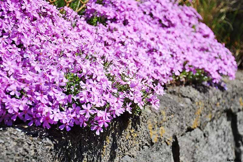 How to Grow and Care for Dianthus Flowers