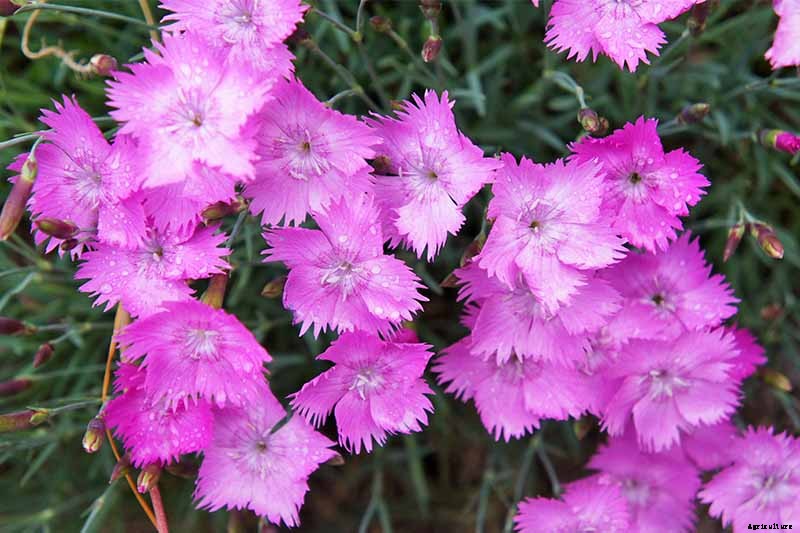 How to Grow and Care for Dianthus Flowers
