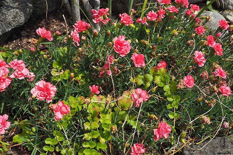 How to Grow and Care for Dianthus Flowers