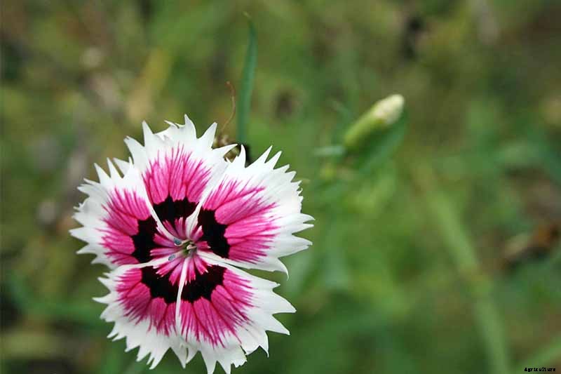 How to Grow and Care for Dianthus Flowers