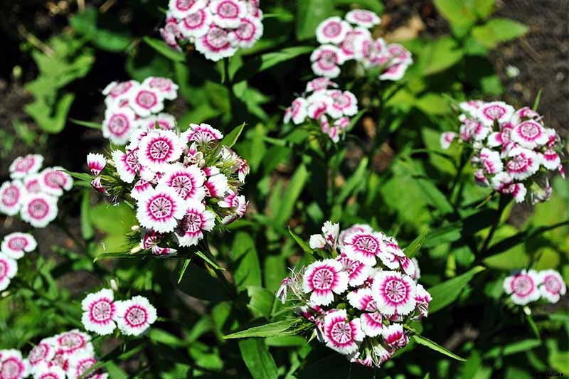 How to Grow and Care for Dianthus Flowers