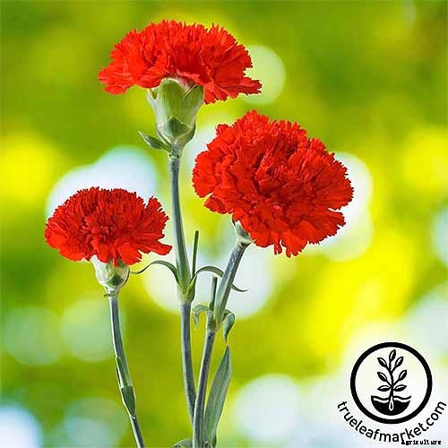 How to Grow and Care for Dianthus Flowers