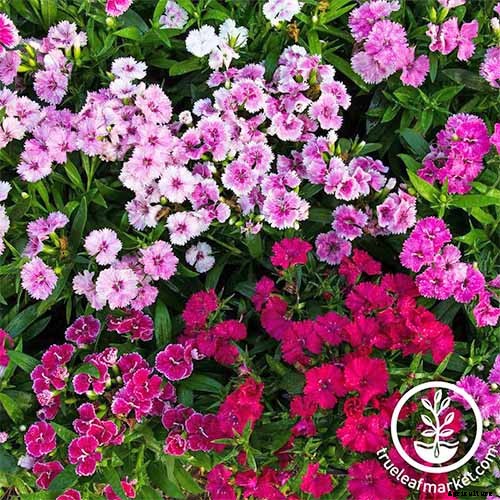 How to Grow and Care for Dianthus Flowers