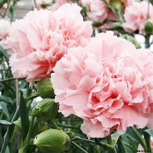 How to Grow and Care for Dianthus Flowers