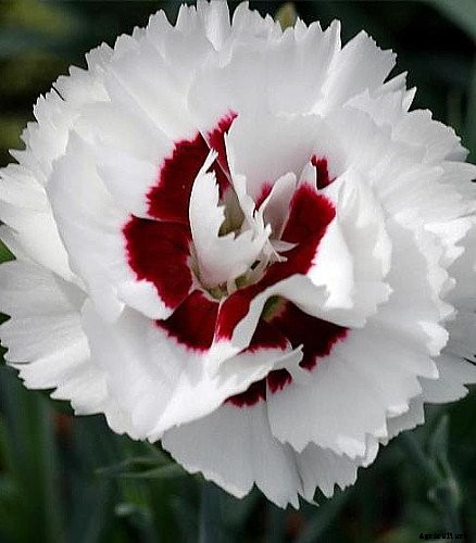 How to Grow and Care for Dianthus Flowers