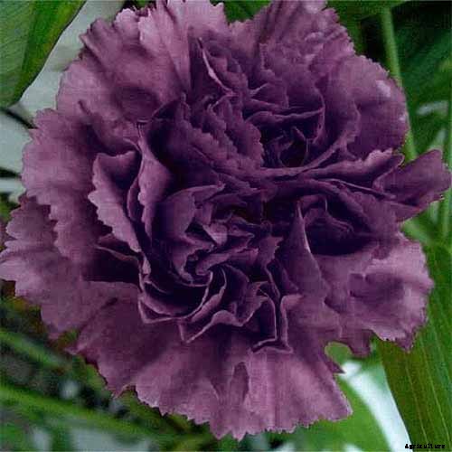 How to Grow and Care for Dianthus Flowers