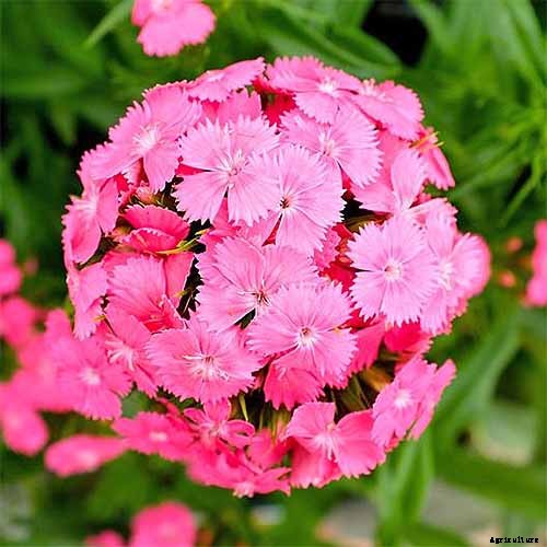 How to Grow and Care for Dianthus Flowers