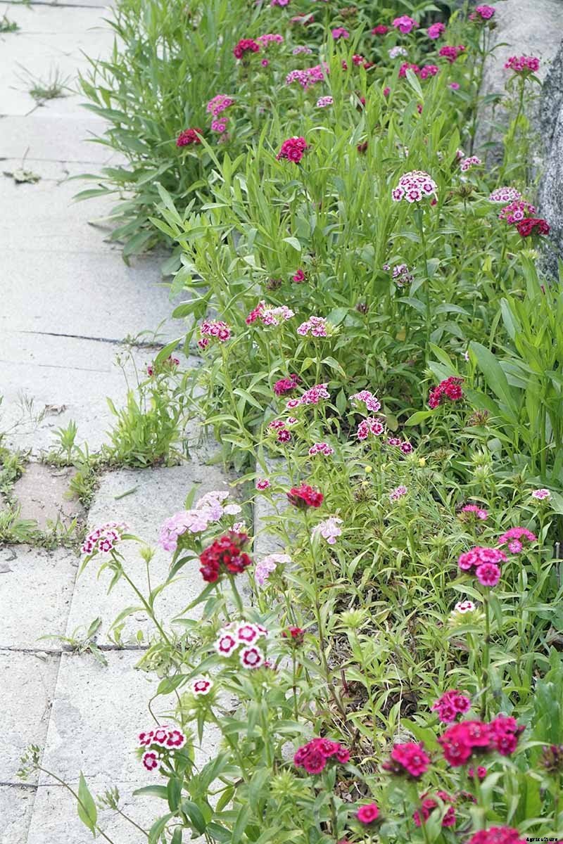 How to Grow and Care for Dianthus Flowers