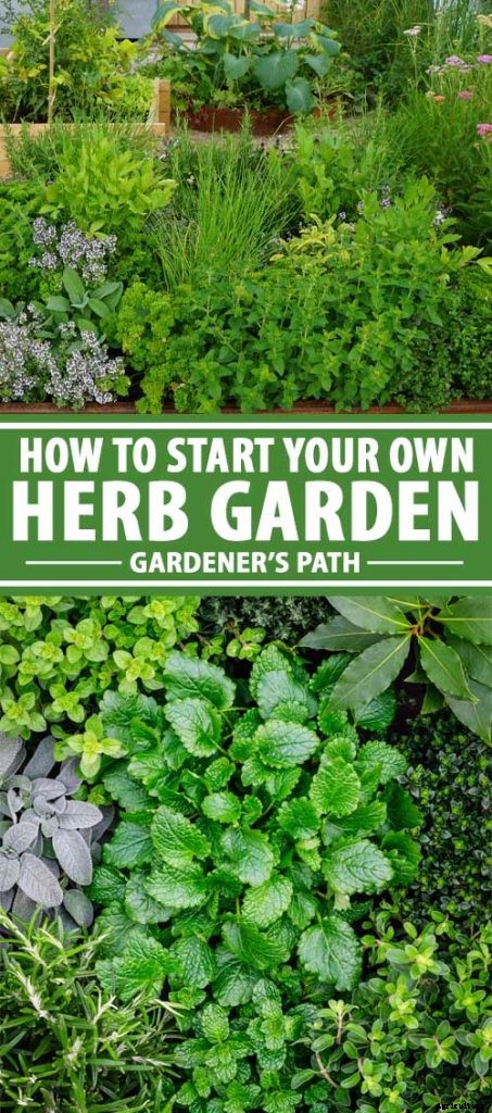 How to Start Your Own Herb Garden