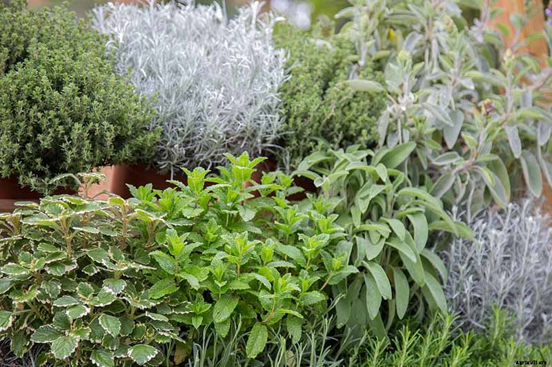 How to Start Your Own Herb Garden