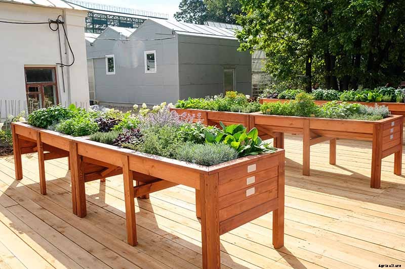 How to Start Your Own Herb Garden