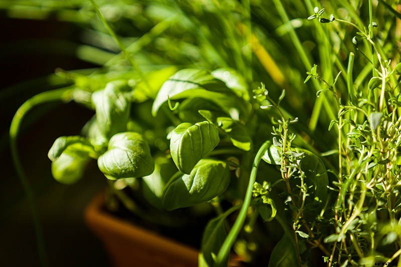 How to Start Your Own Herb Garden