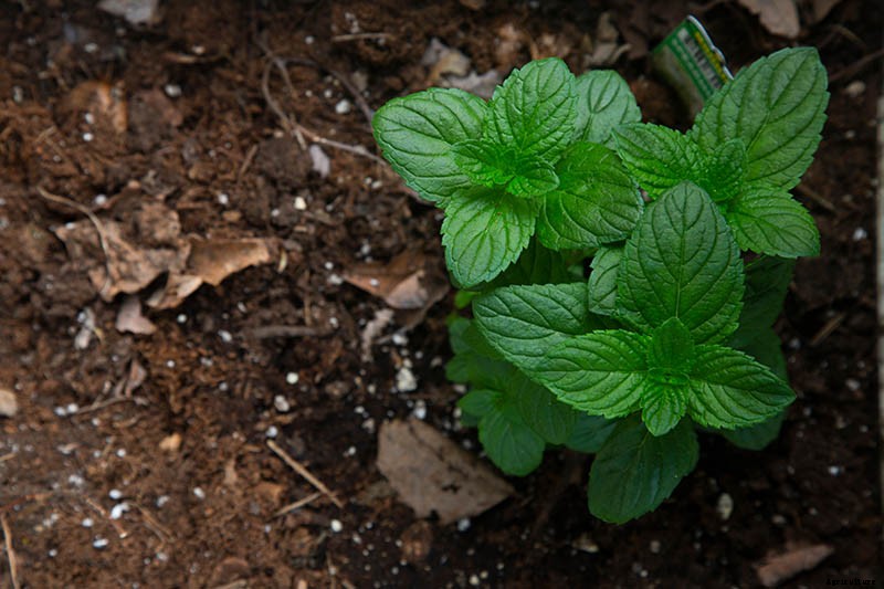 How to Start Your Own Herb Garden