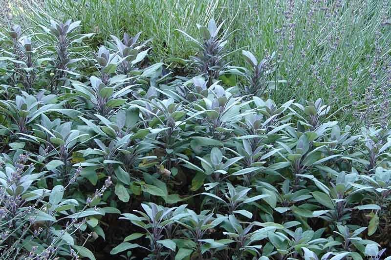 How to Start Your Own Herb Garden