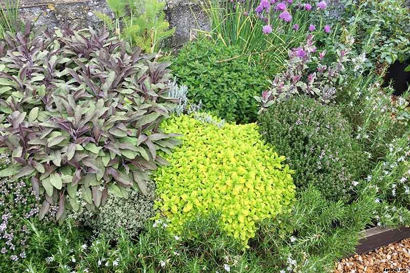 How to Start Your Own Herb Garden