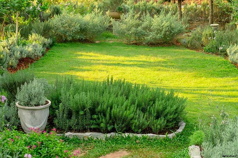How to Start Your Own Herb Garden