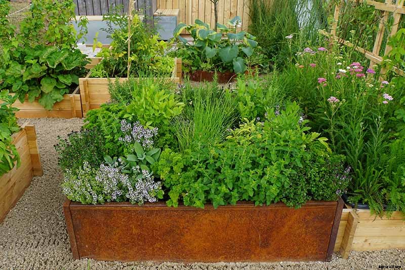 How to Start Your Own Herb Garden