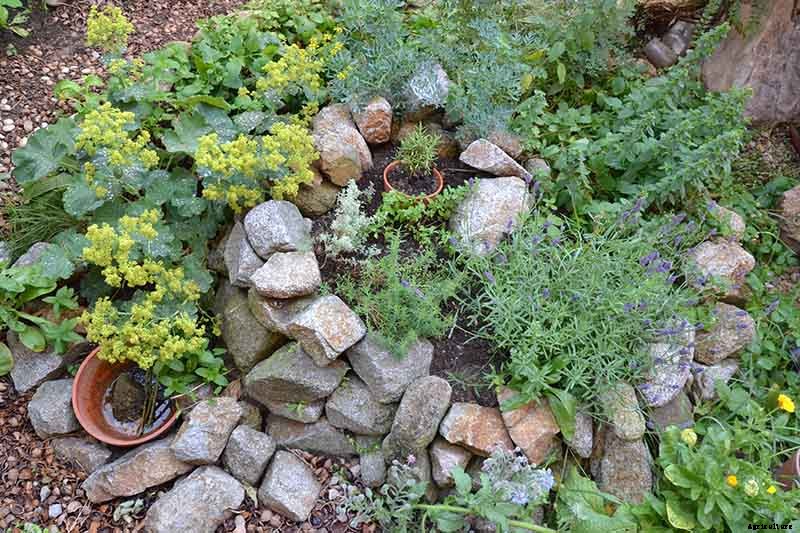 How to Start Your Own Herb Garden
