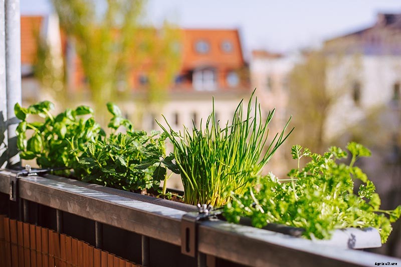 How to Start Your Own Herb Garden
