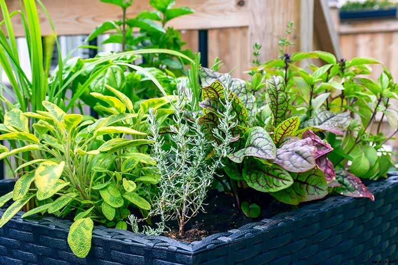How to Start Your Own Herb Garden