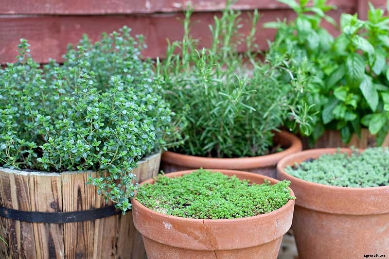 How to Start Your Own Herb Garden