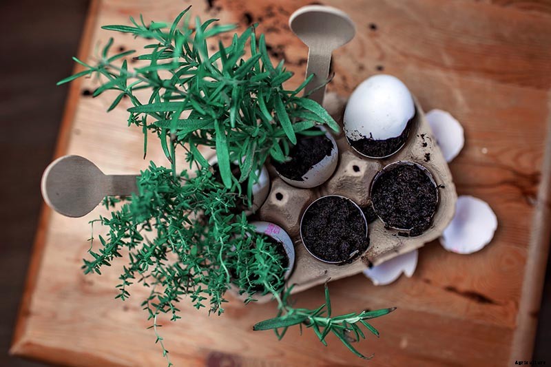 How to Start Your Own Herb Garden
