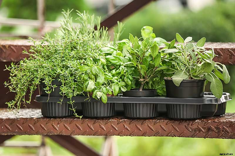 How to Start Your Own Herb Garden