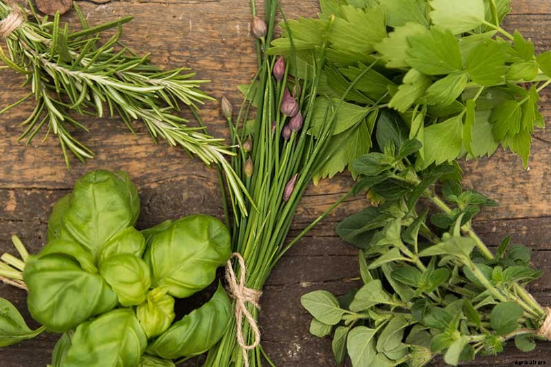 How to Start Your Own Herb Garden