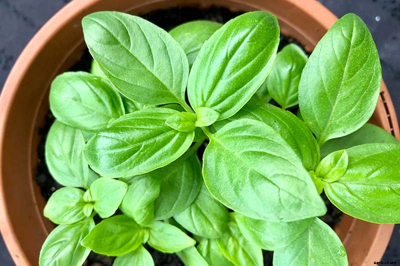 How to Start Your Own Herb Garden