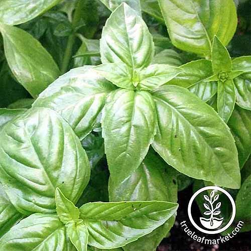 How to Start Your Own Herb Garden