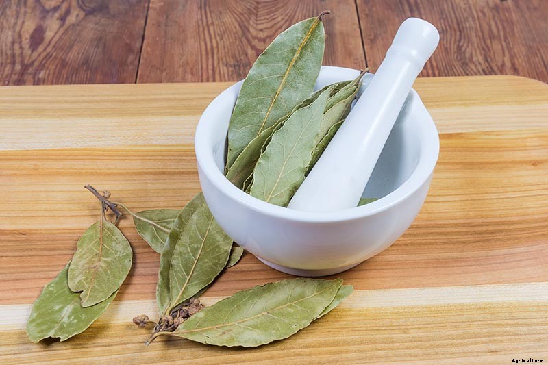 How to Start Your Own Herb Garden