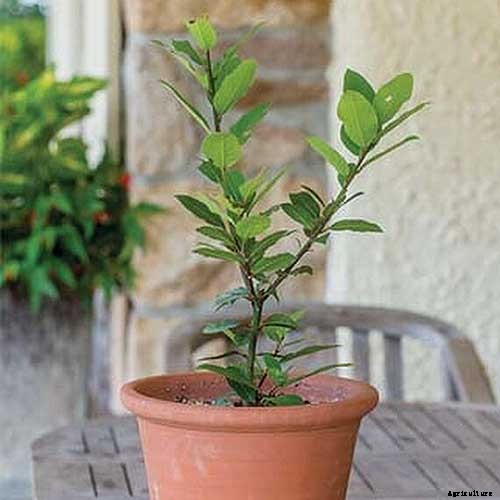 How to Start Your Own Herb Garden