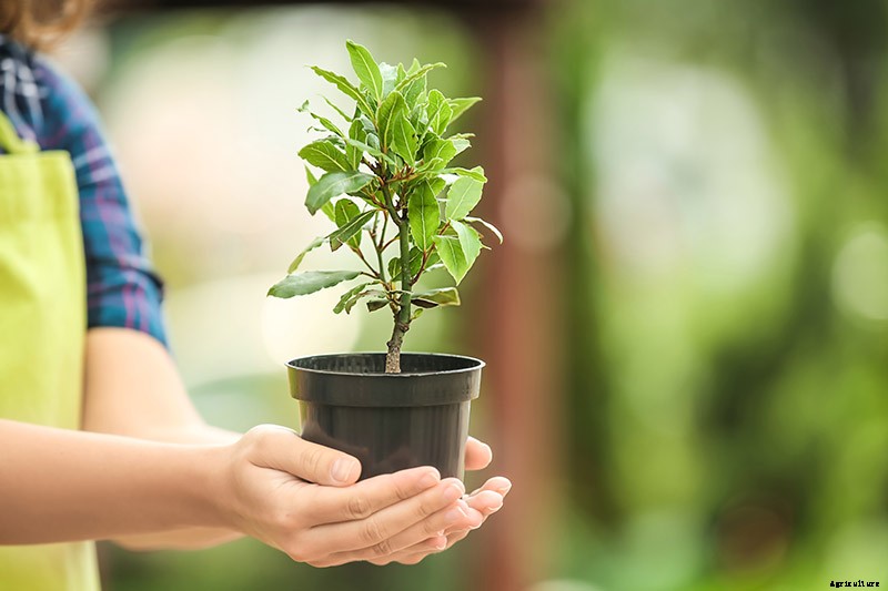 How to Start Your Own Herb Garden