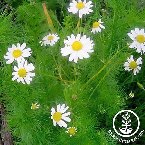 How to Start Your Own Herb Garden