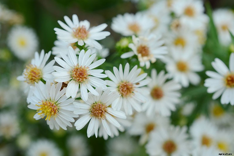 How to Start Your Own Herb Garden