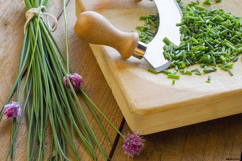 How to Start Your Own Herb Garden