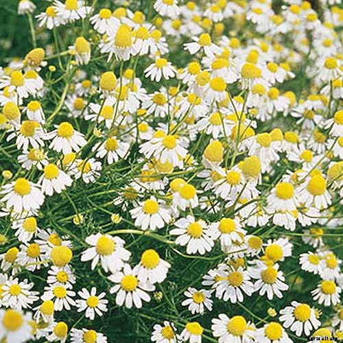 How to Start Your Own Herb Garden