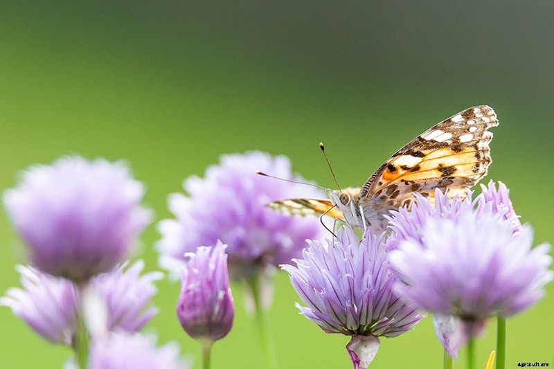 How to Start Your Own Herb Garden
