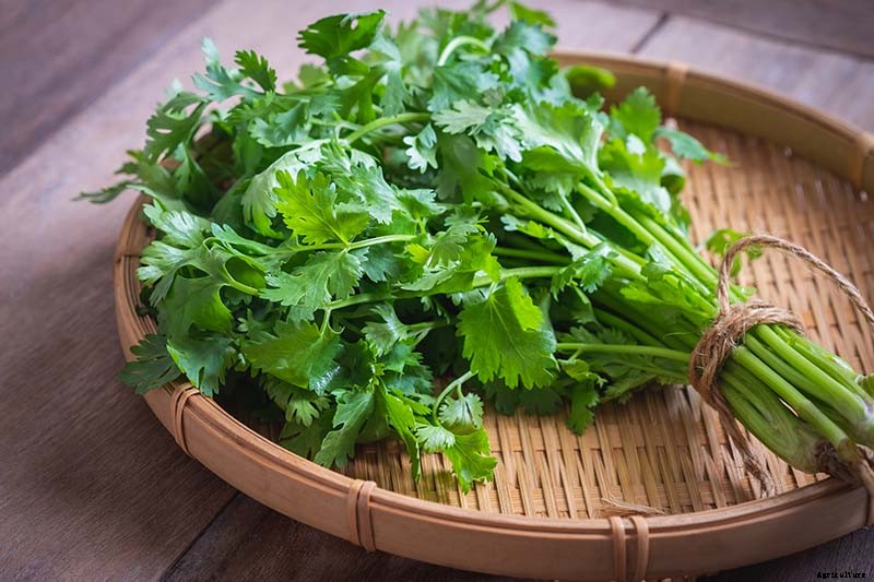 How to Start Your Own Herb Garden