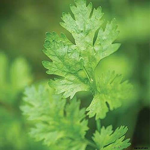 How to Start Your Own Herb Garden